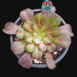 Aeonium Kilimanjaro variegata (otro un poco más grande)