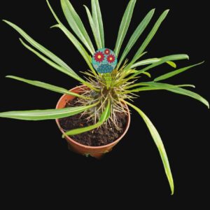 Pachyphodium lllamerei o palmera de Madagascar (unos 20cm)