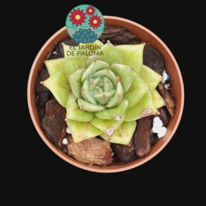 Echeveria  agavoides "Rose María" (importación)