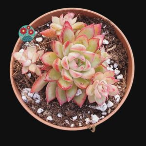 Echeveria Mebina