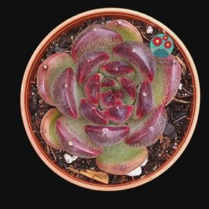 Echeveria "Black eyes" (importación, maceta pequeña)