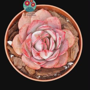 Echeveria "Rosa europea" (importación y buen tamaño)