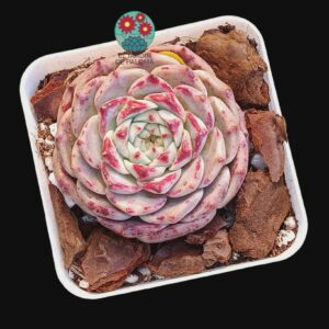 Echeveria Yan Zhi (importación, enraizando)