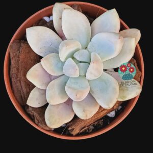 Graptoveria Opalina "Silk"  (importación)