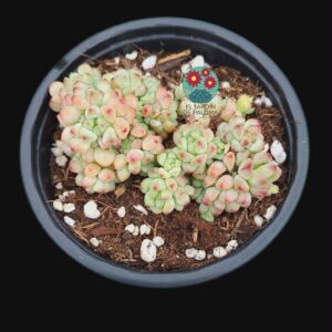 Sedum Perez de la rosae