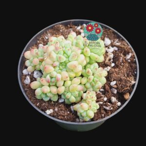 Sedum Perez de la rosae