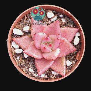 Echeveria "Punky red" (hibrido agavoides, no es grande)