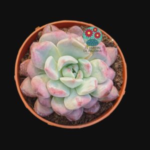 Graptoveria Black raccon