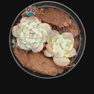 Echeveria "Red velvet" doble roseta (maceta pequeña)