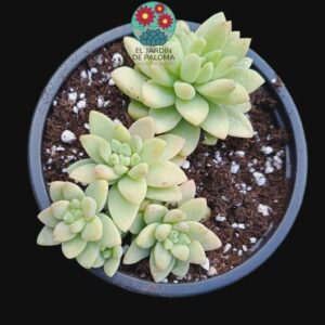 Sedum "Blue brazil"