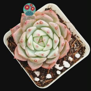 Echeveria hibrida colorata x chihuauensis)