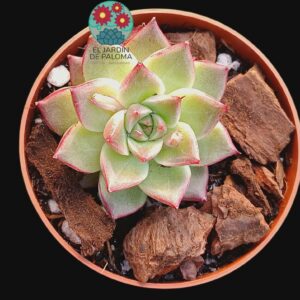 Echeveria "Summer beauty" (importación, maceta pequeña)