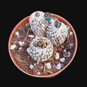 Turbinicarpus Valdezianus x 3 (flor rosa)