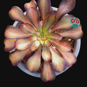 Aeonium Velour middle variegata (importación)