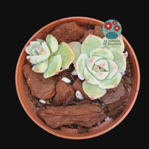 Echeveria "Red velvet" (importación,maceta pequeña)