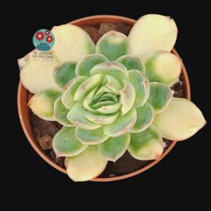 Echeveria "Yu se tian cheng" (importación)