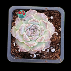 Echeveria halbergeri x hyalina (no es grande)