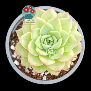 Echeveria Patricia