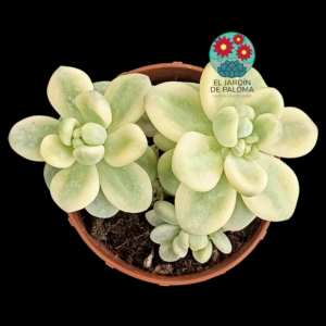 Sedum clavatum variegata doble