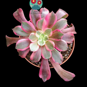 Aeonium Weding dress variegata