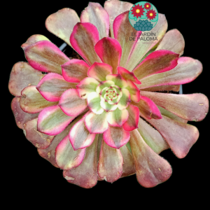 Aeonium Wu Tiang Ji variegata (importación)