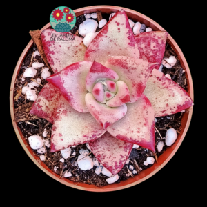 Echeveria Agavoides hibrida Romeo