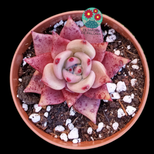 Echeveria híbrida agavoides Romeo