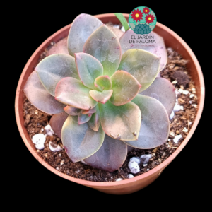 Echeveria Chroma