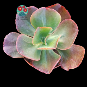 Echeveria Gibbiflora Frill (es grande)
