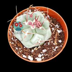 Thelocactus hexaedrophorus