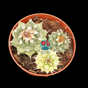 Turbinicarpus alonsoi x 3