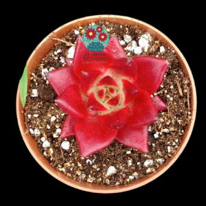 Echeveria agavoides "Romeo rubín"