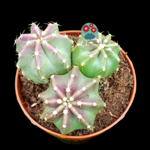 Echinocereus subinermis x 3 (flor amarilla)
