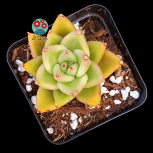 Echeveria agavoides "Yellow form"