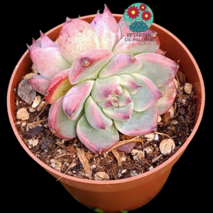 Echeveria Chihuahuansis doble roseta (no es grande)