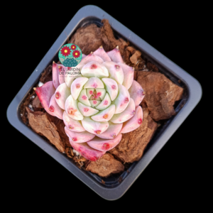 Echeveria Colorata híbrida