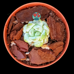 Echeveria "Stramberry jam" (importación, pequeño tamaño)