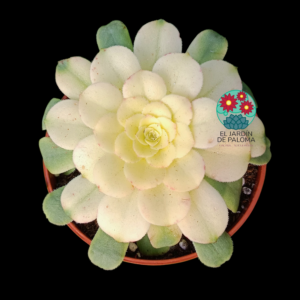 Aeonium Sinya variegata