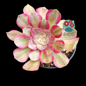 Aeonium Athena variegata