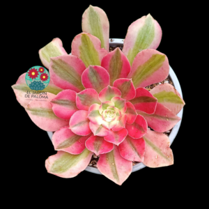 Aeonium Pink wich variegata (Maceta grande, saliendo hijuelo)