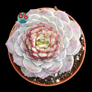 Echeveria Red Velvet (grande,española)