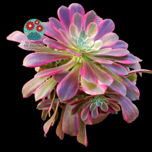 Aeonium Weding dress variegata (muy grande y con hijos)