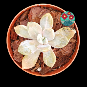 Graptoveria "Winter beauty" variegata (importación)