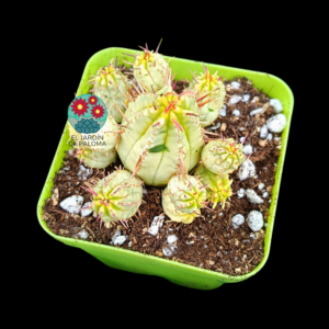 Euphorbia Aggregata variegata (no es grande)