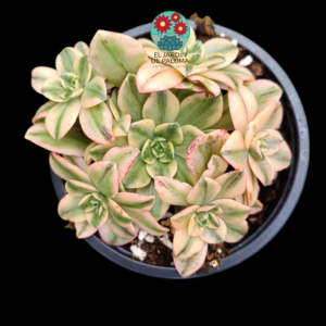 Aeonium Bronze medal variegata cluster