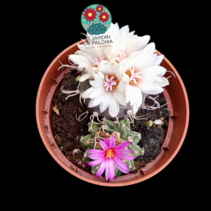 Maceta con 2 Turbinicarpus: alonsoi y pseudomacrochele