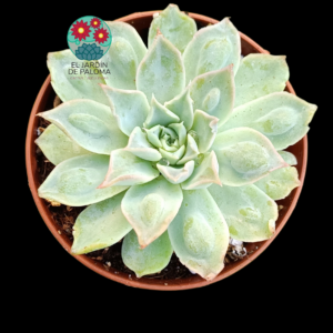 Echeveria "Heart´s choice"