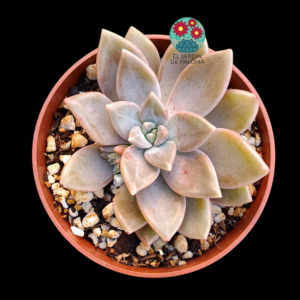 Echeveria Golden tolimanensis