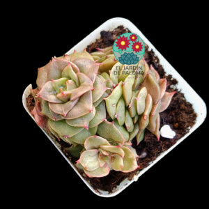 Echeveria Golden flame (no es grande)