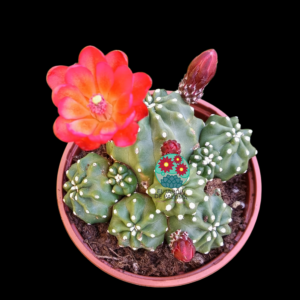 Echinocereus triglochidiatus inermis (buen tamaño)